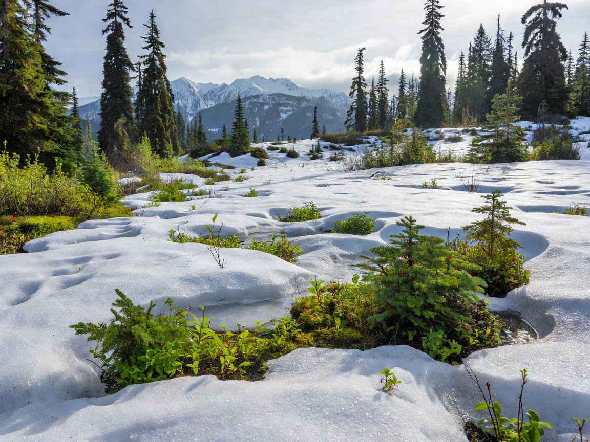 Spring thaw revealing green foliage beneath snow